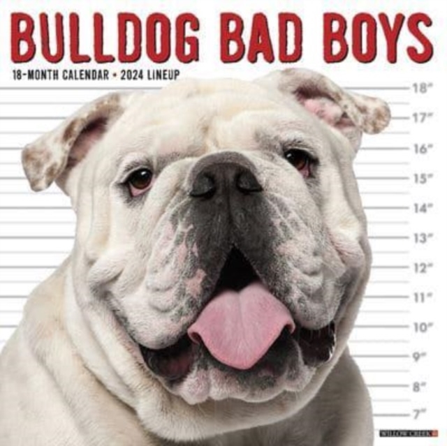 Bulldog Bad Boys 2024 12 X 12 Wall Calendar