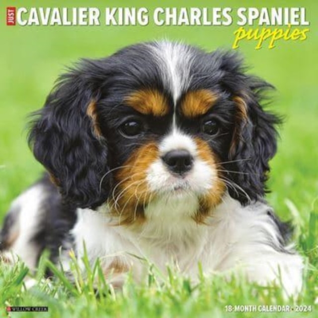 Just Cavalier King Charles Spaniel Puppies 2024 12 X 12 Wall Calendar