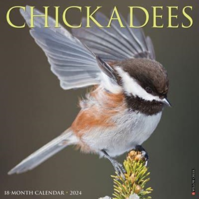 Chickadees 2024 12 X 12 Wall Calendar