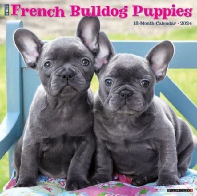 Just French Bulldog Puppies 2024 12 X 12 Wall Calendar