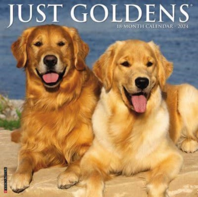 Just Goldens 2024 12 X 12 Wall Calendar