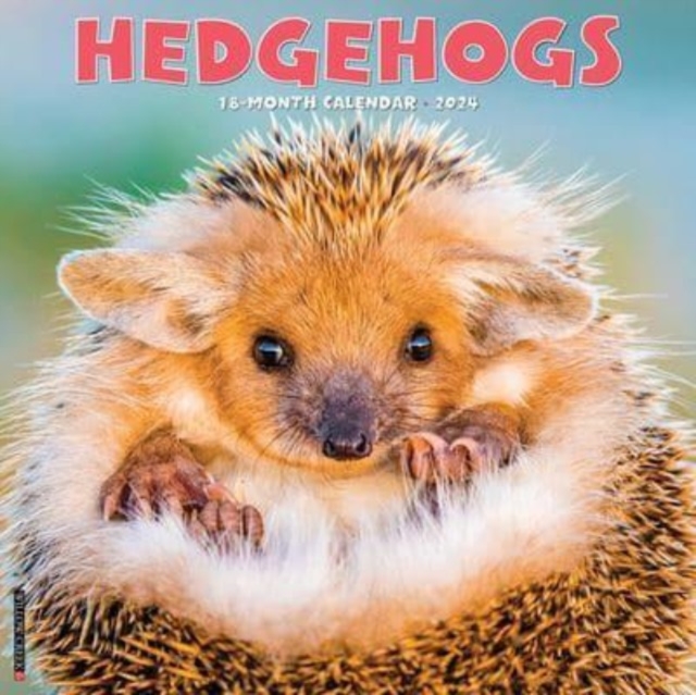 Hedgehogs 2024 12 X 12 Wall Calendar