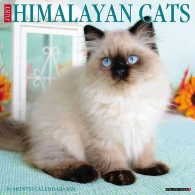 Just Himalayan Cats 2024 12 X 12 Wall Calendar