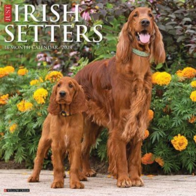 Just Irish Setters 2024 12 X 12 Wall Calendar