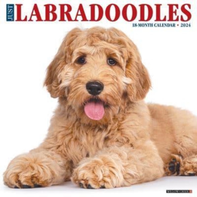 Just Labradoodles 2024 12 X 12 Wall Calendar