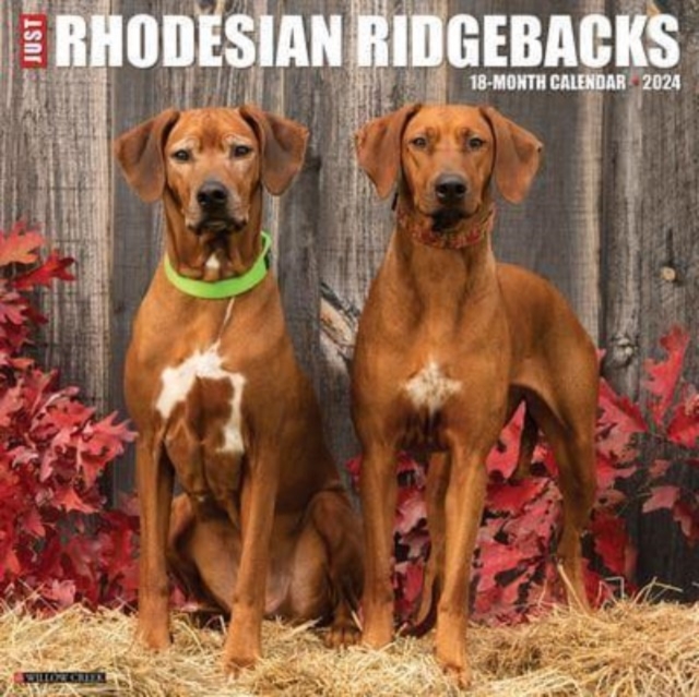 Just Rhodesian Ridgebacks 2024 12 X 12 Wall Calendar