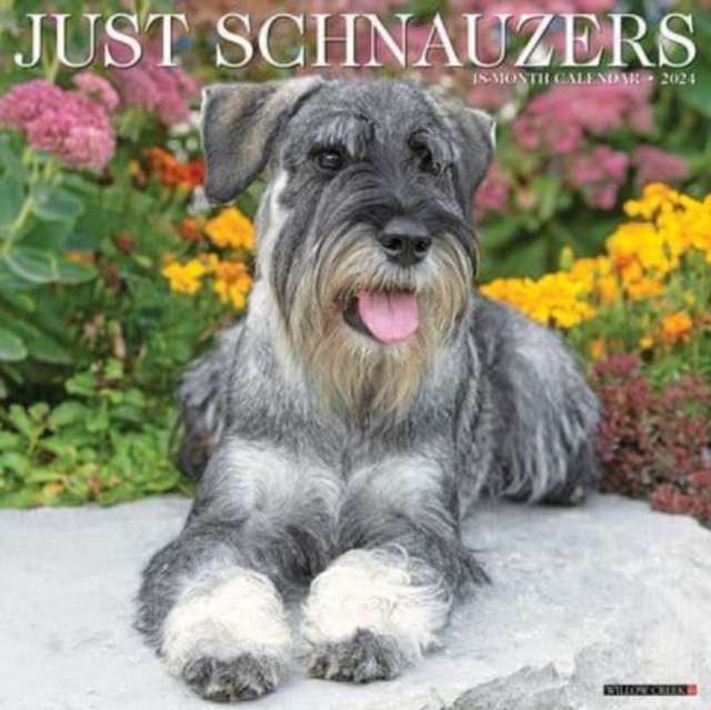 Just Schnauzers 2024 12 X 12 Wall Calendar