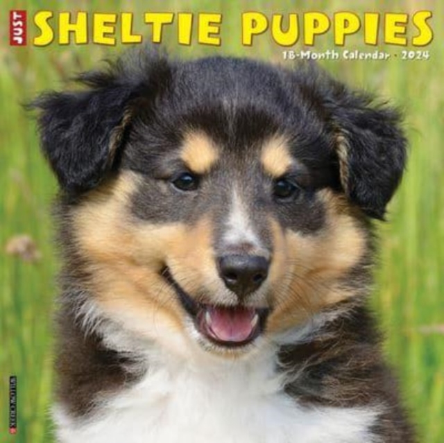 Just Sheltie Puppies 2024 12 X 12 Wall Calendar