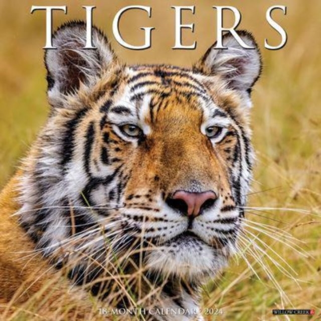 Tigers 2024 12 X 12 Wall Calendar