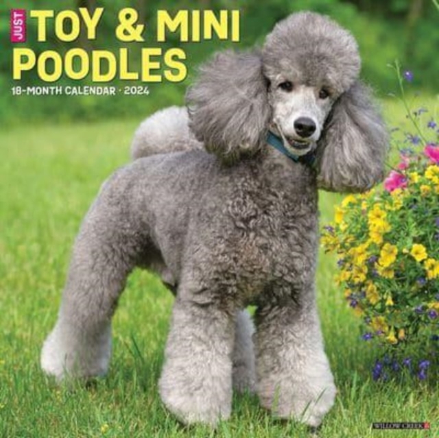 Just Toy & Miniature Poodles 2024 12 X 12 Wall Calendar