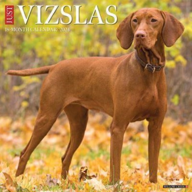 Just Vizslas 2024 12 X 12 Wall Calendar