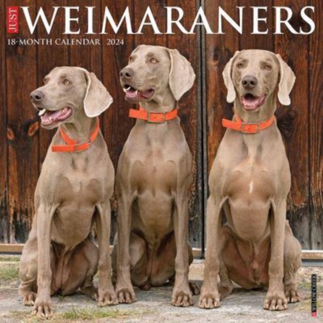 Just Weimaraners 2024 12 X 12 Wall Calendar