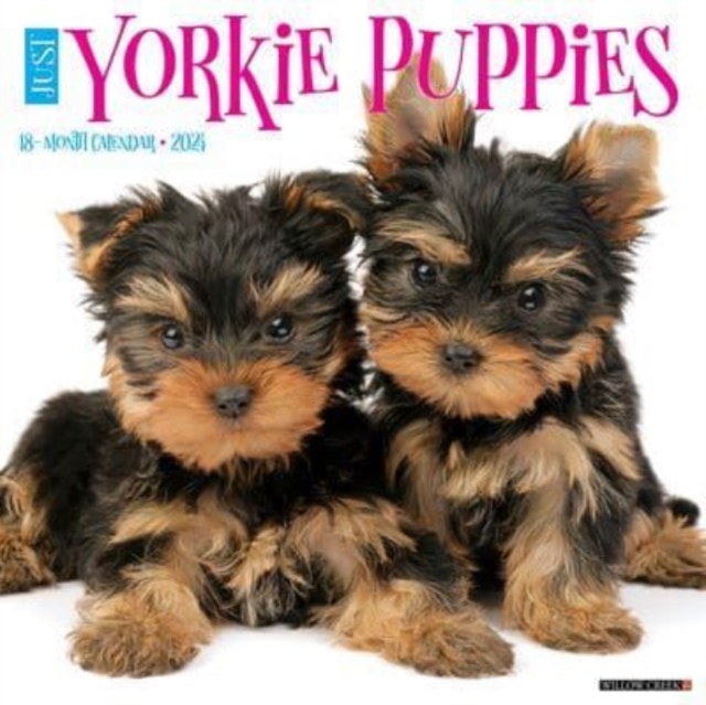 Just Yorkie Puppies 2024 12 X 12 Wall Calendar