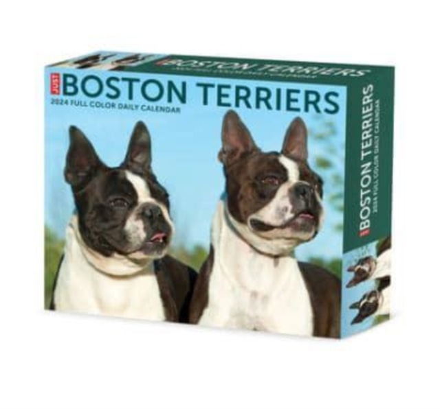 Boston Terriers 2024 6.2 X 5.4 Box Calendar