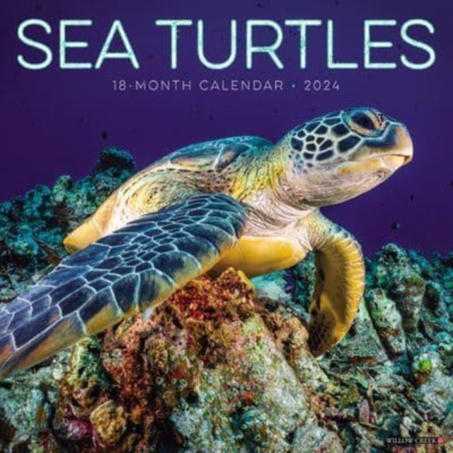 Sea Turtles 2024 12 X 12 Wall Calendar