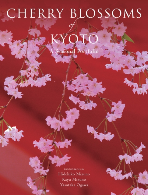 Cherry Blossoms of Kyoto