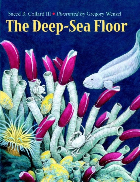 Deep-Sea Floor