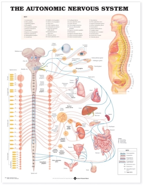The Autonomic Nervous System Anatomical Chart