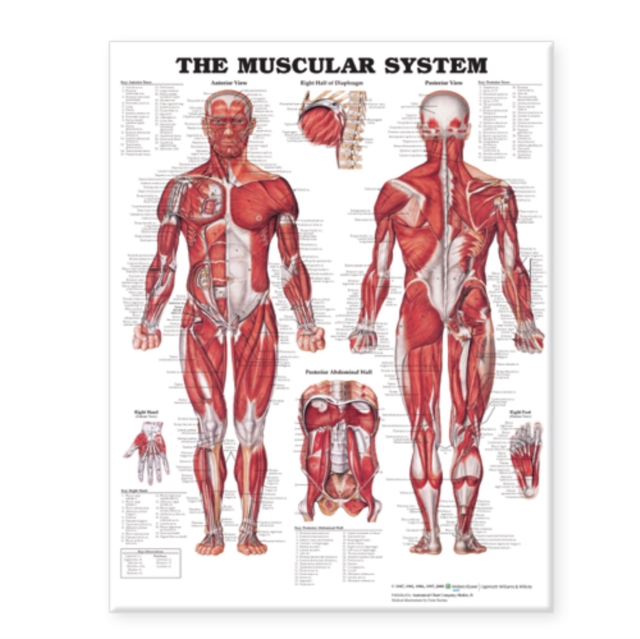 Muscular System Giant Chart