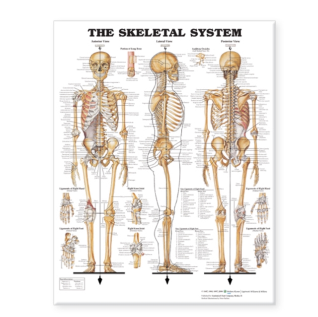 Skeletal System Giant Chart