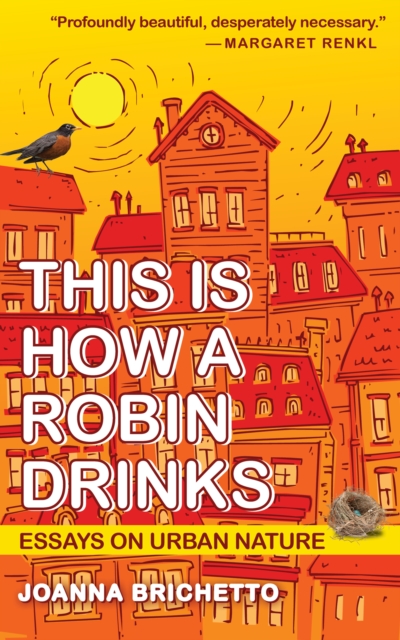 This Is How a Robin Drinks