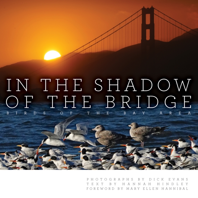 In the Shadow of the Bridge