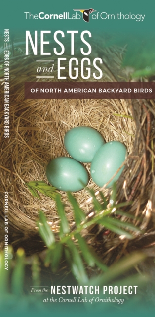 Nests and Eggs of North American Backyard Birds