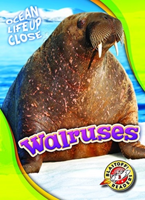 Walruses