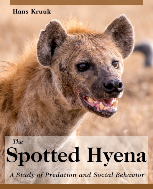 Spotted Hyena