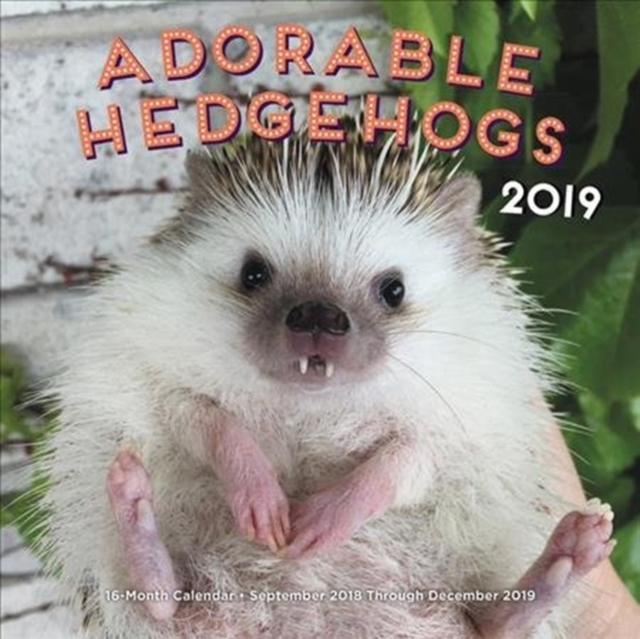 Adorable Hedgehogs 2019
