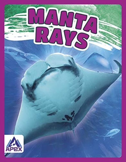 Manta Rays