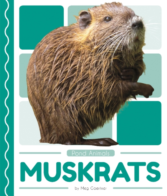 Pond Animals: Muskrats