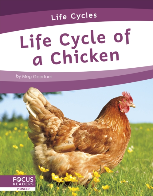 Life Cycles: Life Cycle of a Chicken