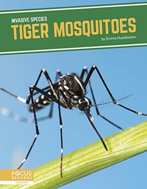 Tiger Mosquitoes