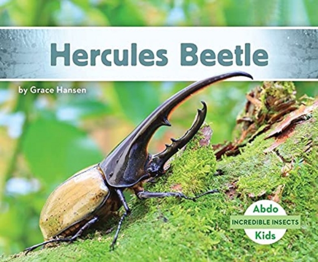 Incredible Insects: Hercules Beetle