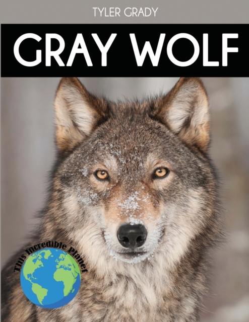 Gray Wolf