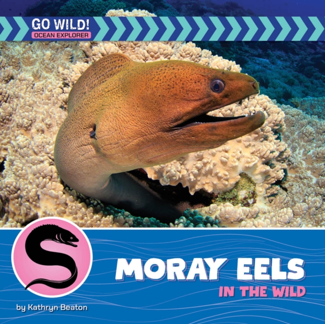 Moray Eels in the Wild