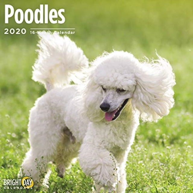 POODLES WALL CALENDAR 2020