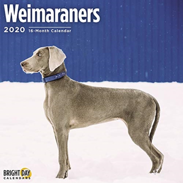 WEIMARANERS WALL CALENDAR 2020