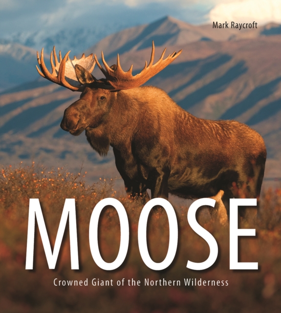 Moose: Crowned Giant of the Northern Wilderness