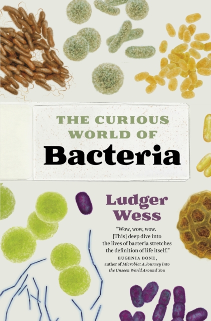 Bacteria