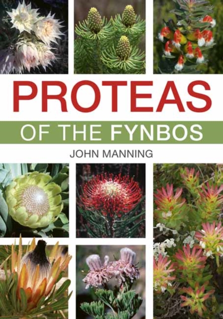 Proteas of the Fynbos