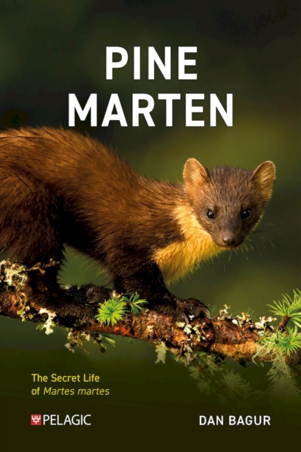 Pine Marten