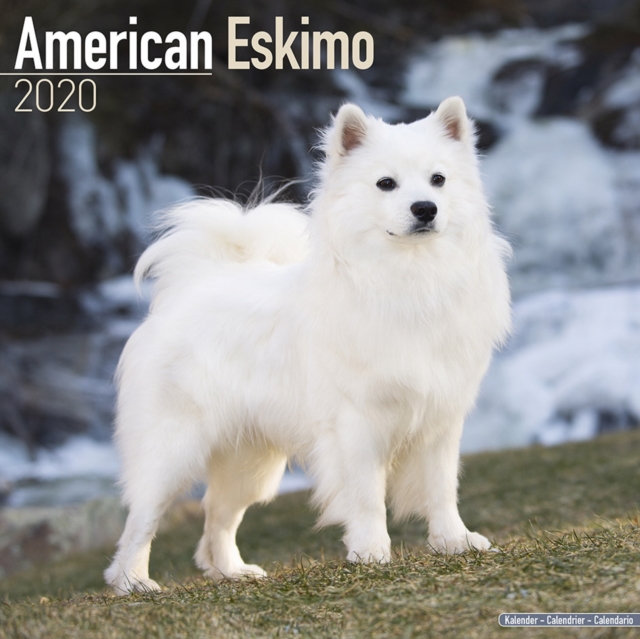 American Eskimo Calendar 2020