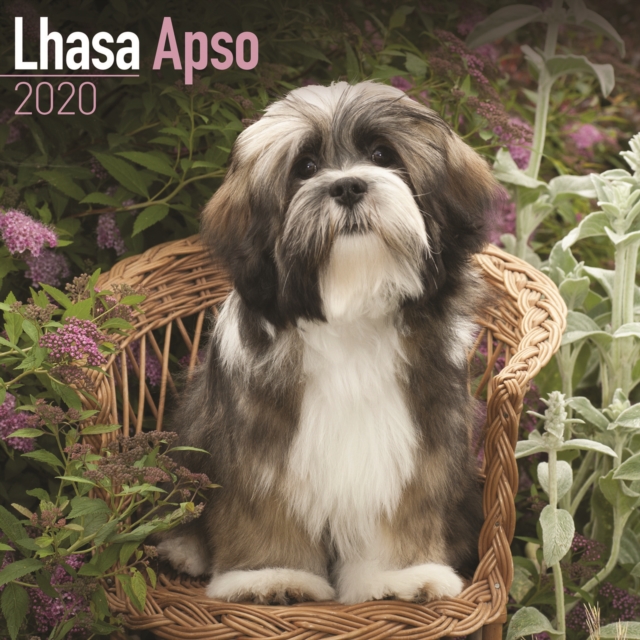 Lhasa Apso Calendar 2020