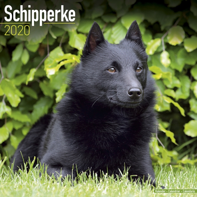 Schipperke Calendar 2020