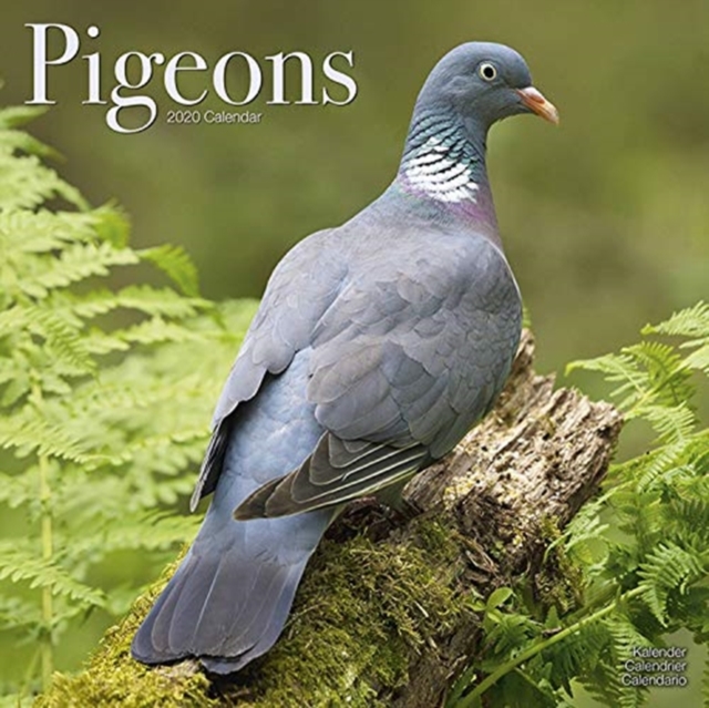 Pigeons Calendar 2020