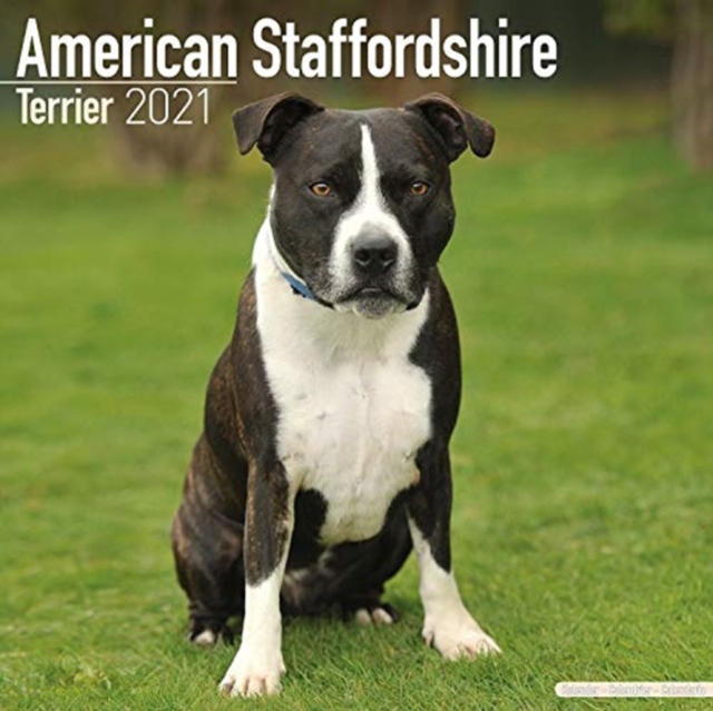 American Staffordshire Terrier 2021 Wall Calendar