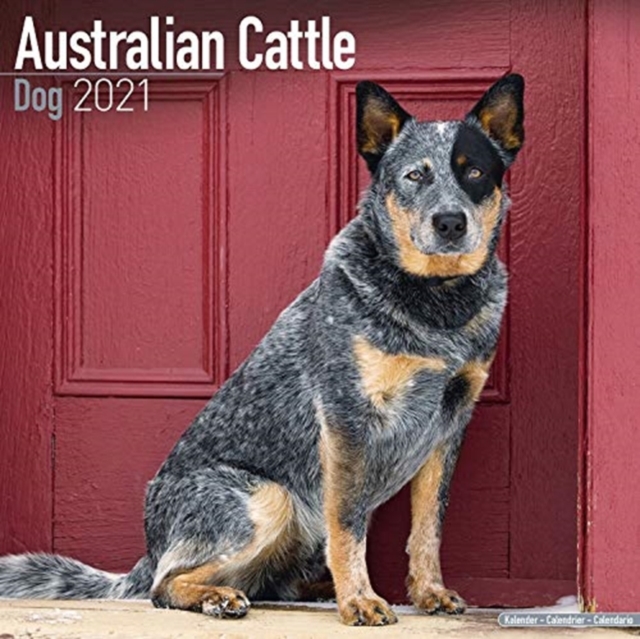 Australian Cattle Dog 2021 Wall Calendar