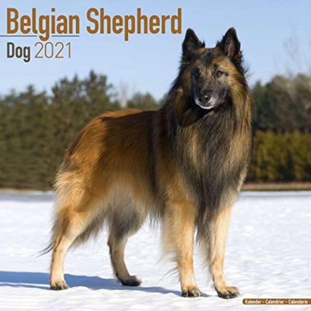 Belgian Shepherd Dog 2021 Wall Calendar